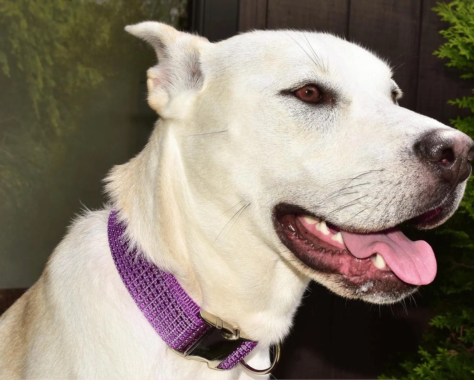 Rhinestone velvet dog and cat collar with diamond studded bling, purple