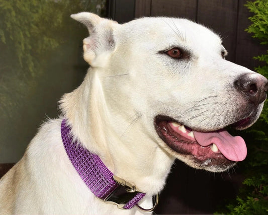 Rhinestone velvet dog and cat collar with diamond studded bling, purple